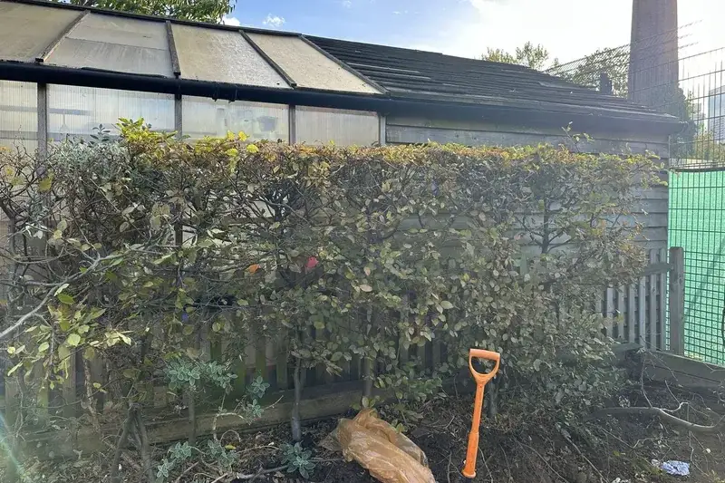 Garden clearance Herne Bay — evergreen bush removed opening access to greenhouse and restoring sunlight to growing area | mitchhandyman.co.uk