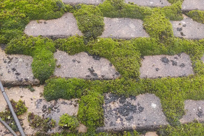 Block paving covered in thick moss before pressure washing — Mitchell Hunter Handyman, Whitstable | mitchhandyman.co.uk